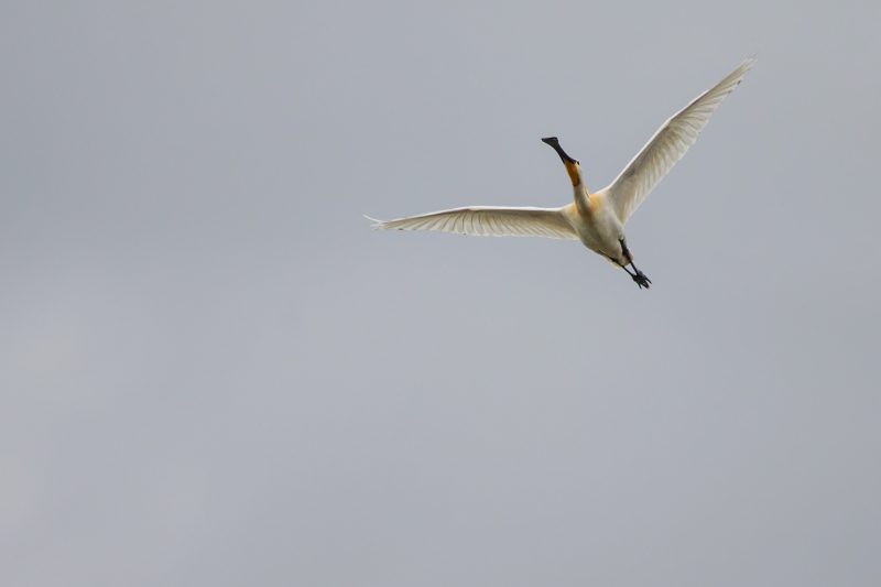 Spatule blanche en Camargue